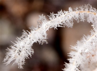 Hoar frost on Rocky Mountain Beeplant photo