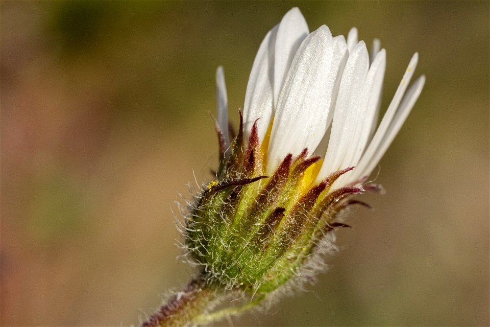 Erigeron compositus