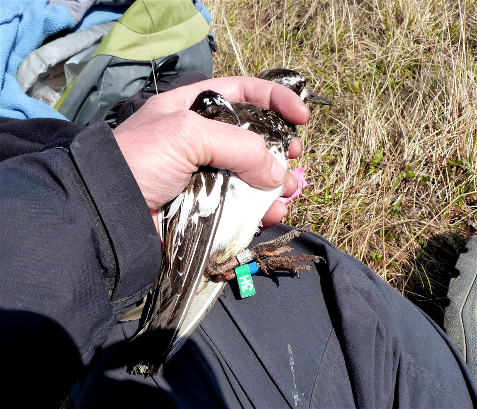 Flagged Black Turnstone