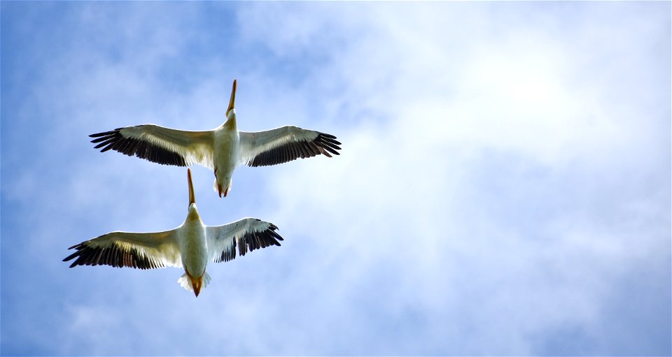 American White Pelicans Flying on Eldridge WPA Lake Andes Wetland Management District South Dakota photo