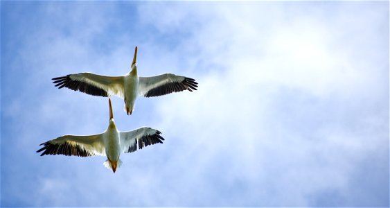 American White Pelicans Flying on Eldridge WPA Lake Andes Wetland Management District South Dakota
