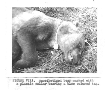 (1961) Anesthetized Bear photo