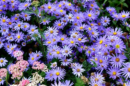 Indigo Flowers