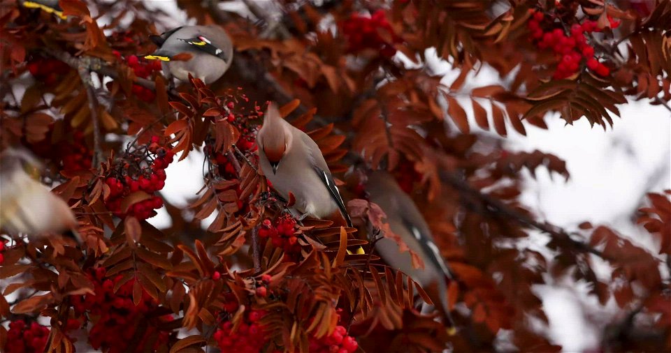 Bohemian waxwings photo