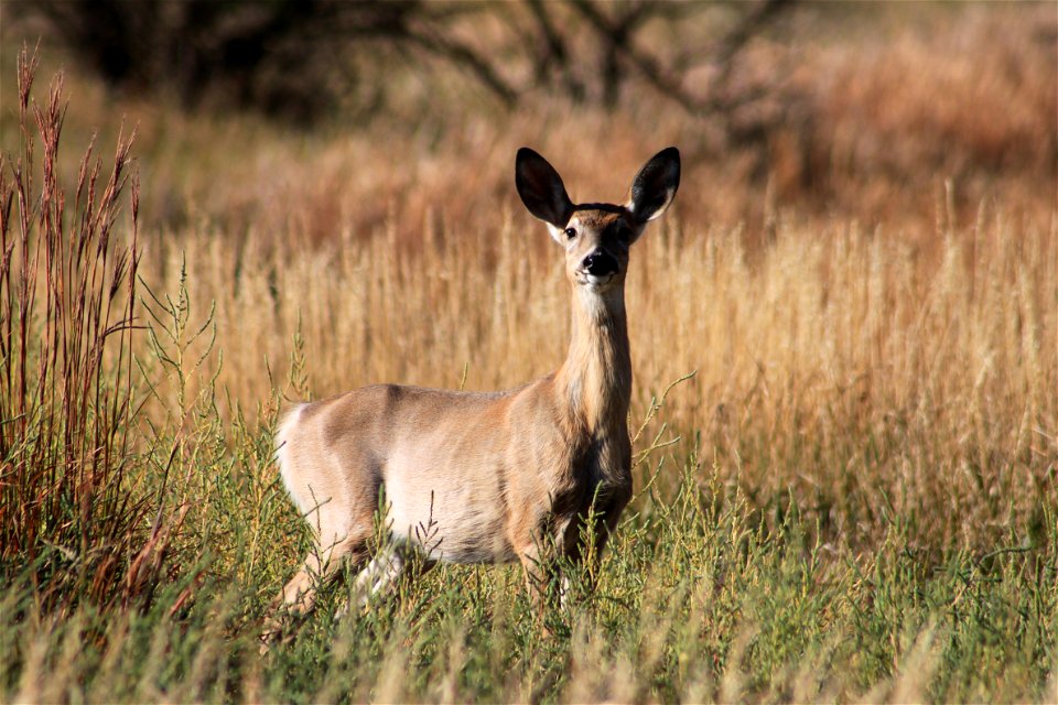 White-tailed Deer Lake Andes Wetland Management District South Dakota
