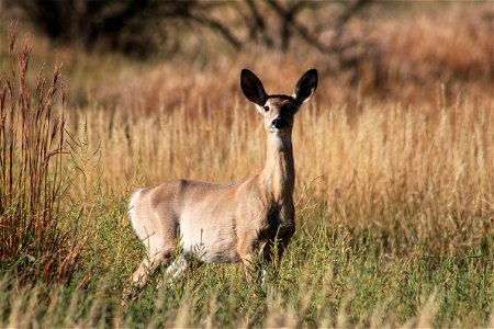 White-tailed Deer Lake Andes Wetland Management District South Dakota photo