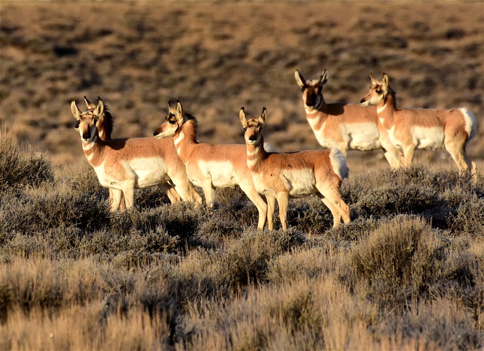 Pronghorn at Seedskadee National Wildlife Refuge