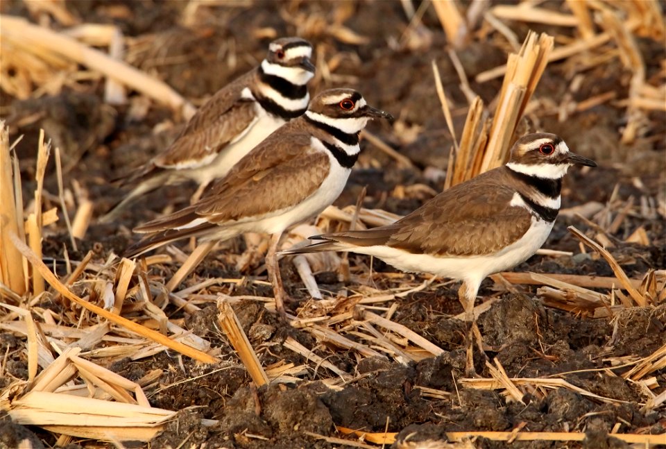 Killdeer in Spring at Huron Wetland Management District, South Dakota