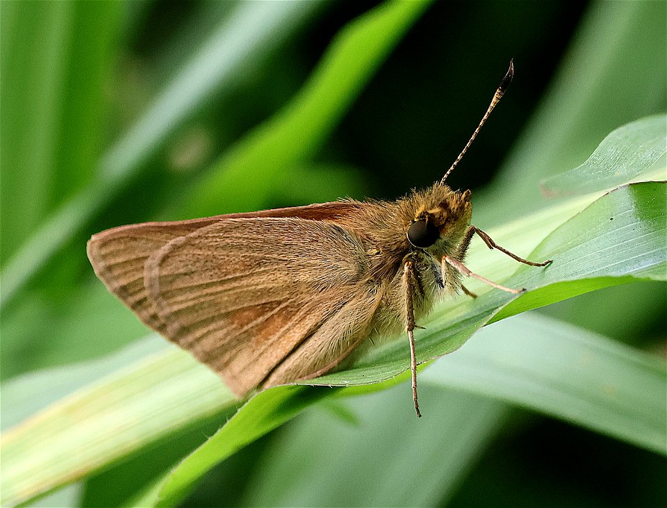 SKIPPER, BROAD-WINGED (Poanes viator) (05-25-2023) mattamuskeet nat wildlife refuge, hyde co, nc -50