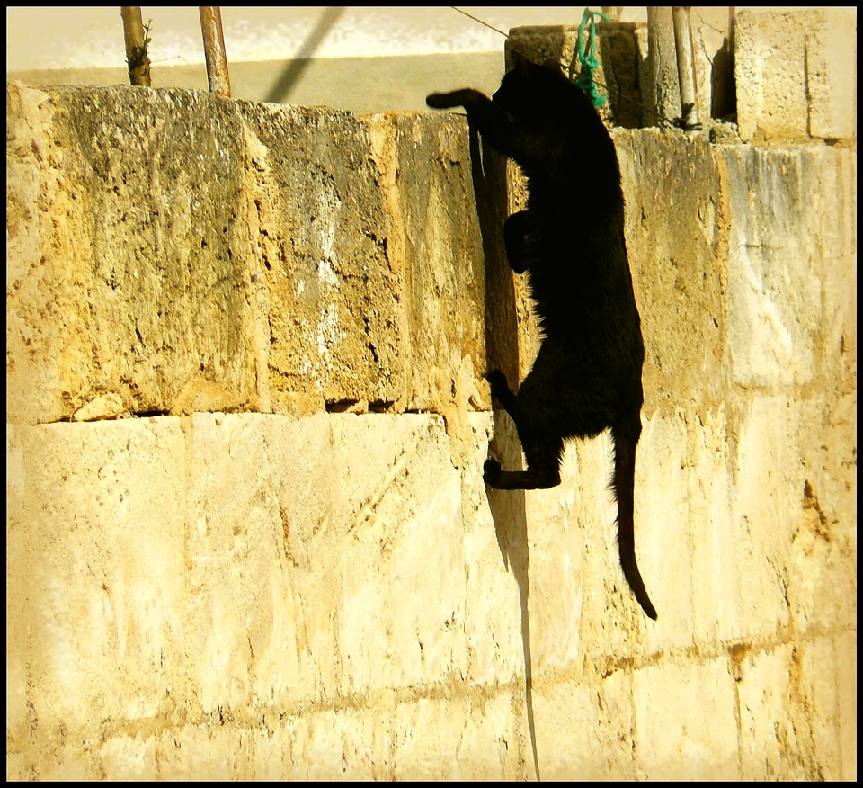 Animal world black cat climb