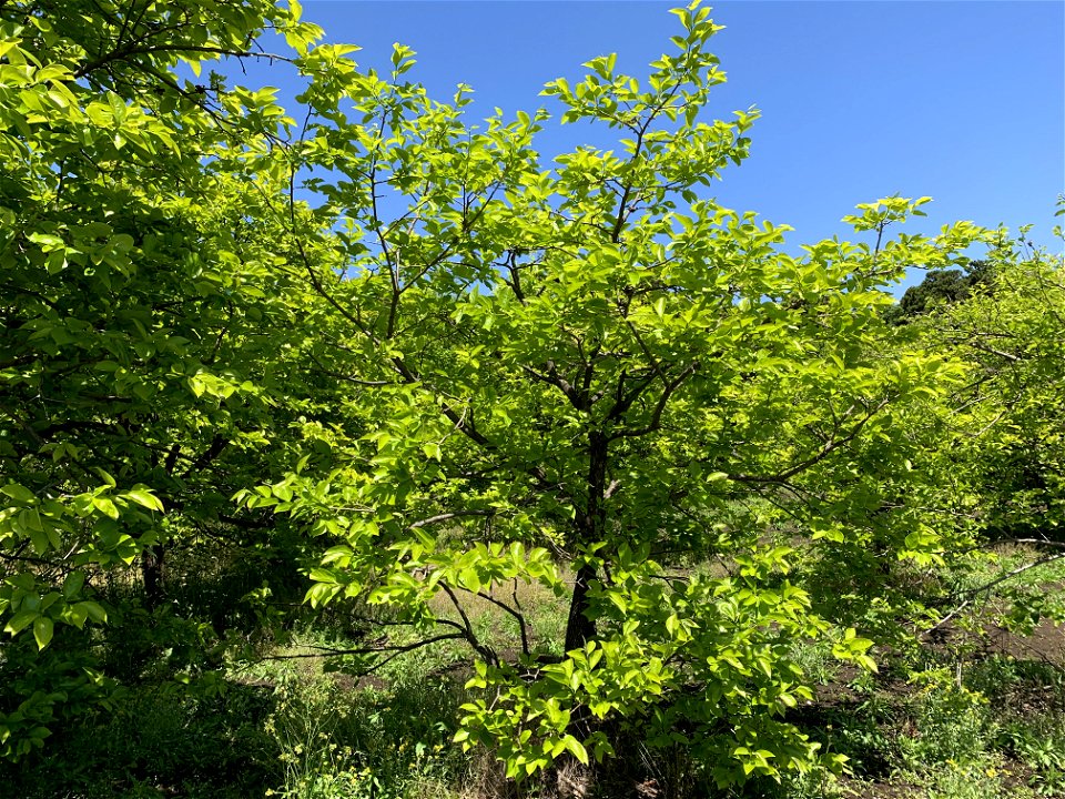 Persimmon trees in Kanayamacho