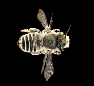 Megachile leachella, f, back, J. T. Smit, Netherlands_2021-12-16-18.47.02 ZS PMax UDR copy photo