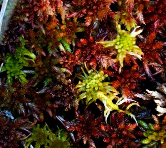 Big Bog moss. photo