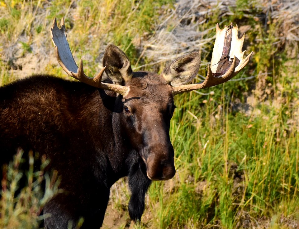 Moose at Seedskadee National Wildlife Refuge