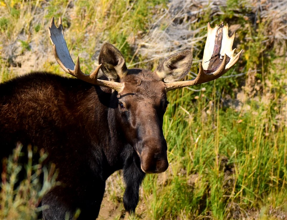 Moose at Seedskadee National Wildlife Refuge photo