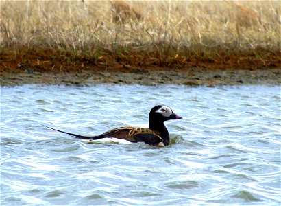 Long-tailed duck male