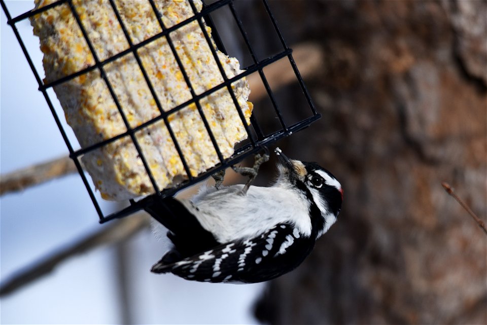 Downy woodpecker at a suet feeder