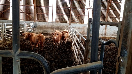 Broutards Charolais / Salers à l'étable
