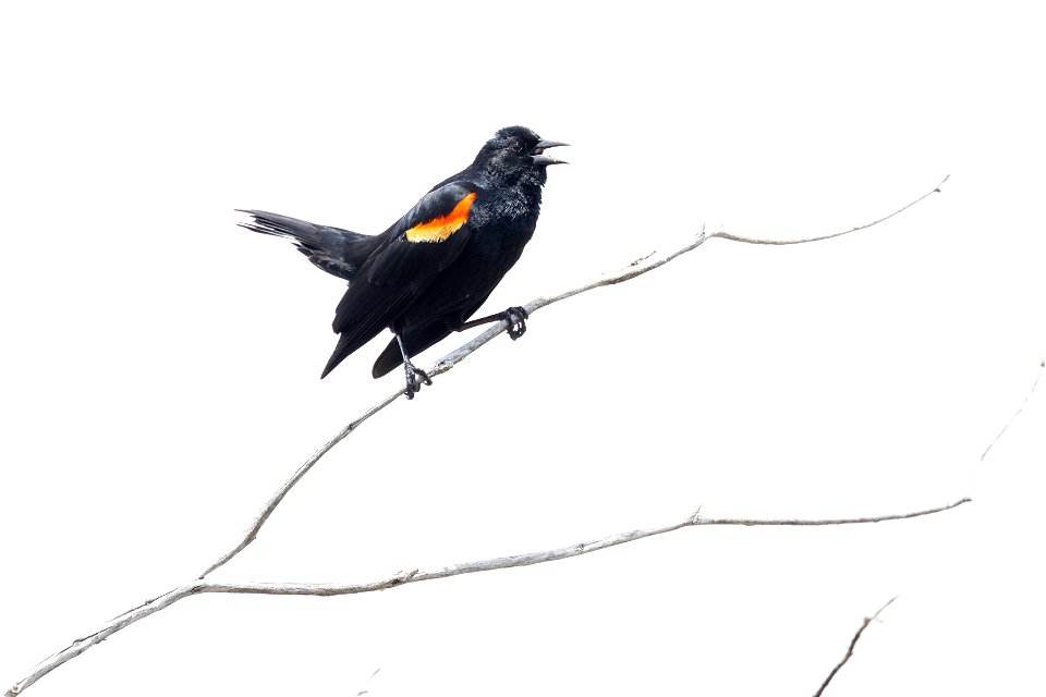 Red-winged blackbird (Agelaius phoeniceus) calling from a tree