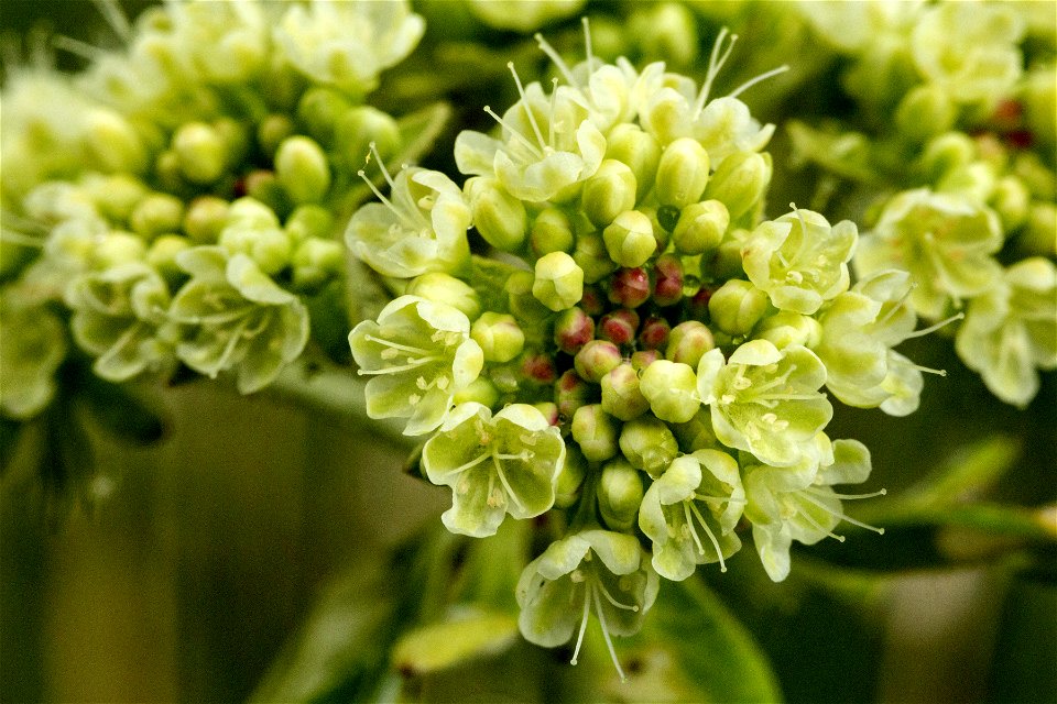 Eriogonum umbellatum var. majus