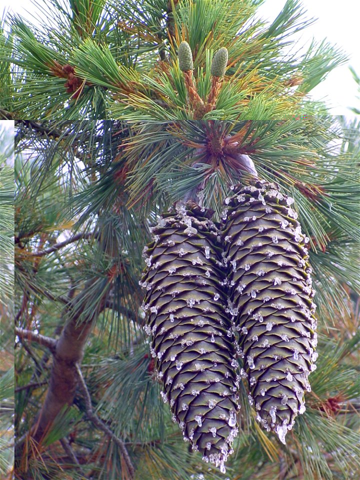 sugar-pine-conesjpg_49385546151_o