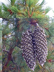 sugar-pine-conesjpg_49385546151_o