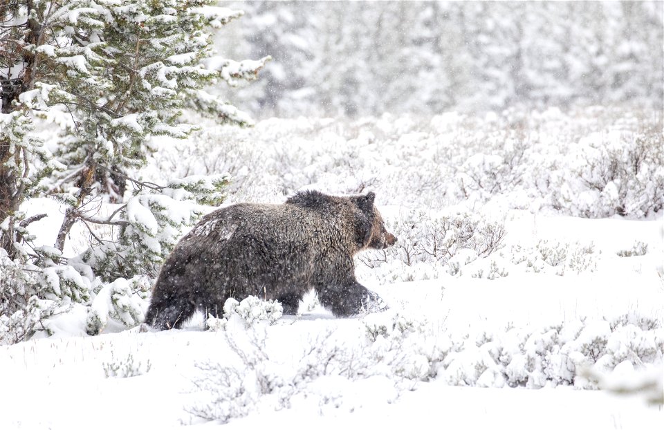 Grizzly Bear on Swan Lake Flat
