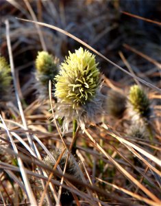 Tussock grass_5-21-2011
