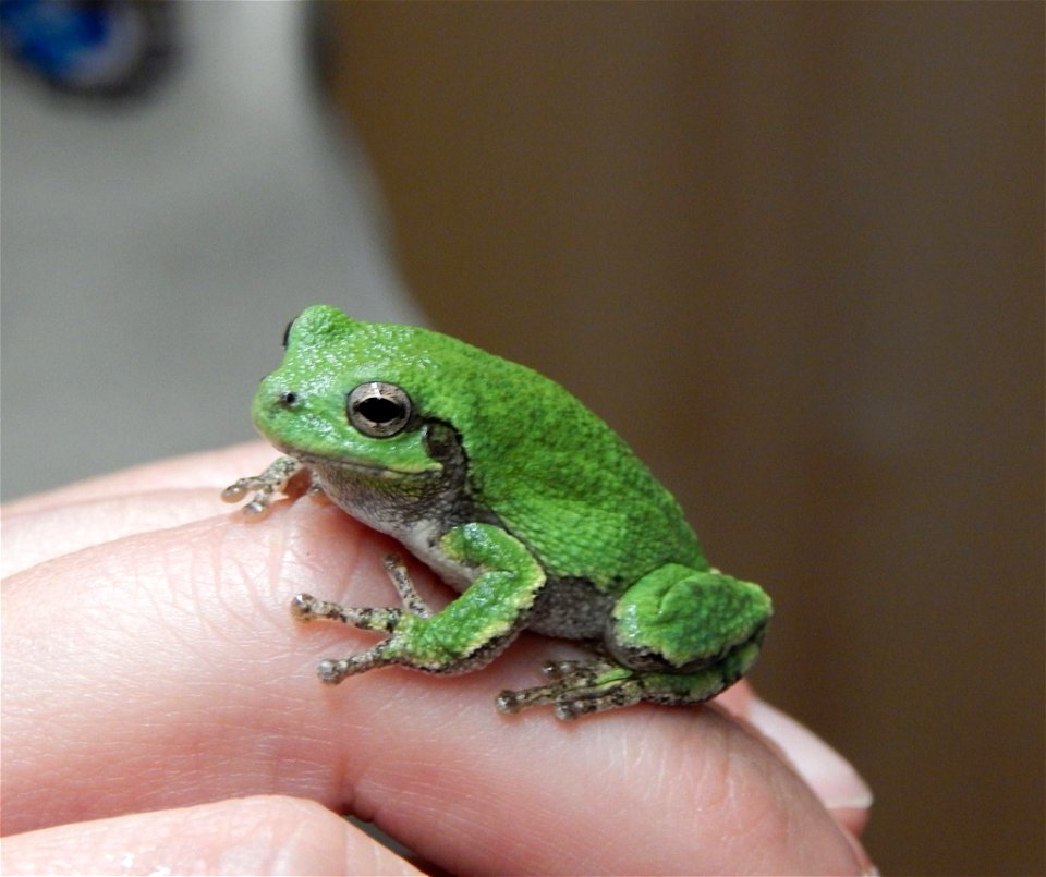 Tree Frog at Tamarac National Wildlife Refuge
