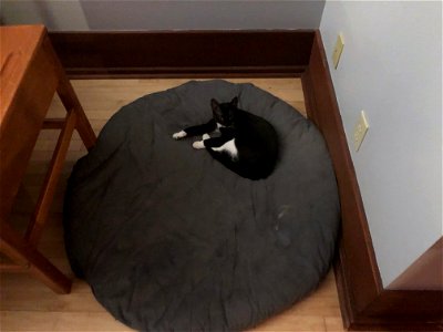 Felix! Your Bed Has Been Cat-Opted