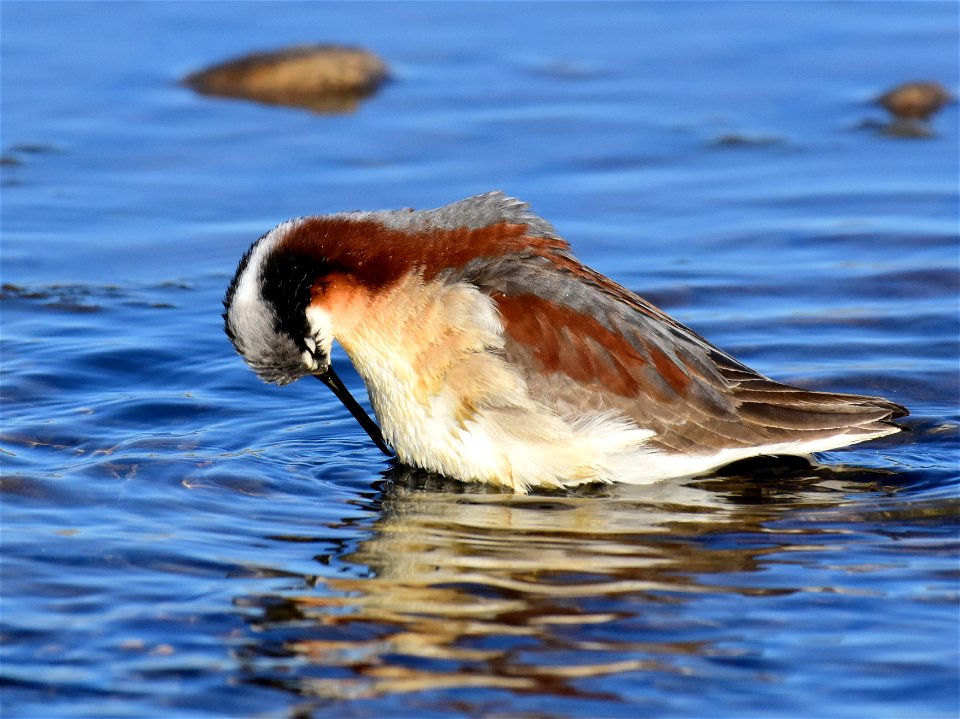 Wilson's phalarope at Seedskadee National Wildlife Refuge