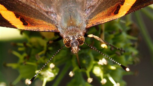 Vanessa atalanta (Admiral) - Kopfportrait