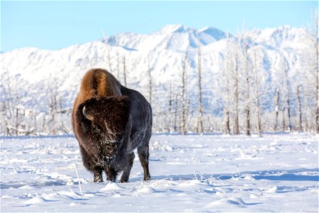Wood bison bull at the Alaska Wildlife Conservation Center photo