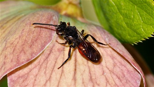 Nomada cf. fabriciana (Rot-Schwarze Wespenbiene) auf Schneerosenblüte