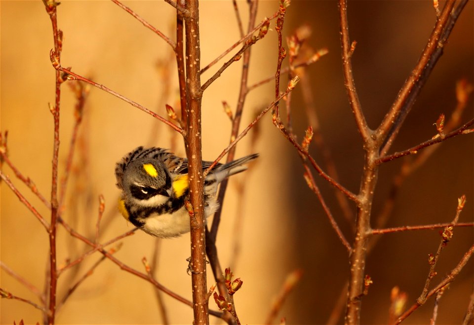 Yellow-rumped Warbler Huron WMD South Dakota photo