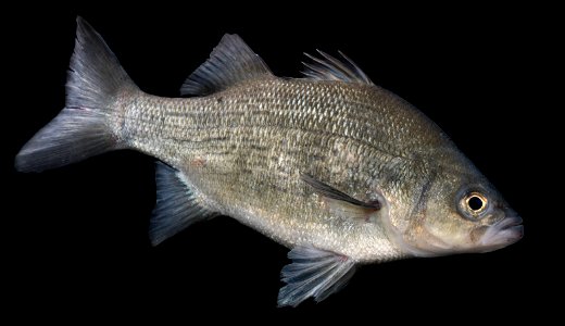 White Bass on Black