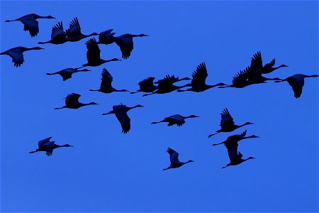 Sandhill Cranes at Dusk Huron Wetland Management District
