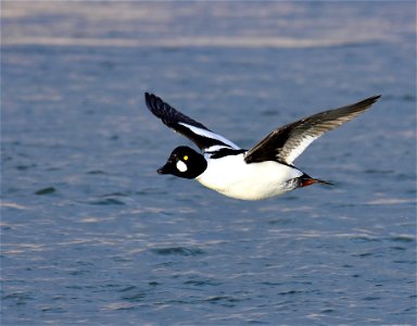 Common goldeneye at Seedskadee National Wildlife Refuge