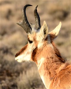 Pronghorn at Seedskadee National Wildlife Refuge