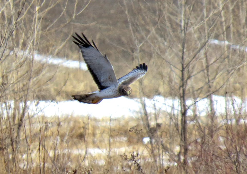 Northern Harrier