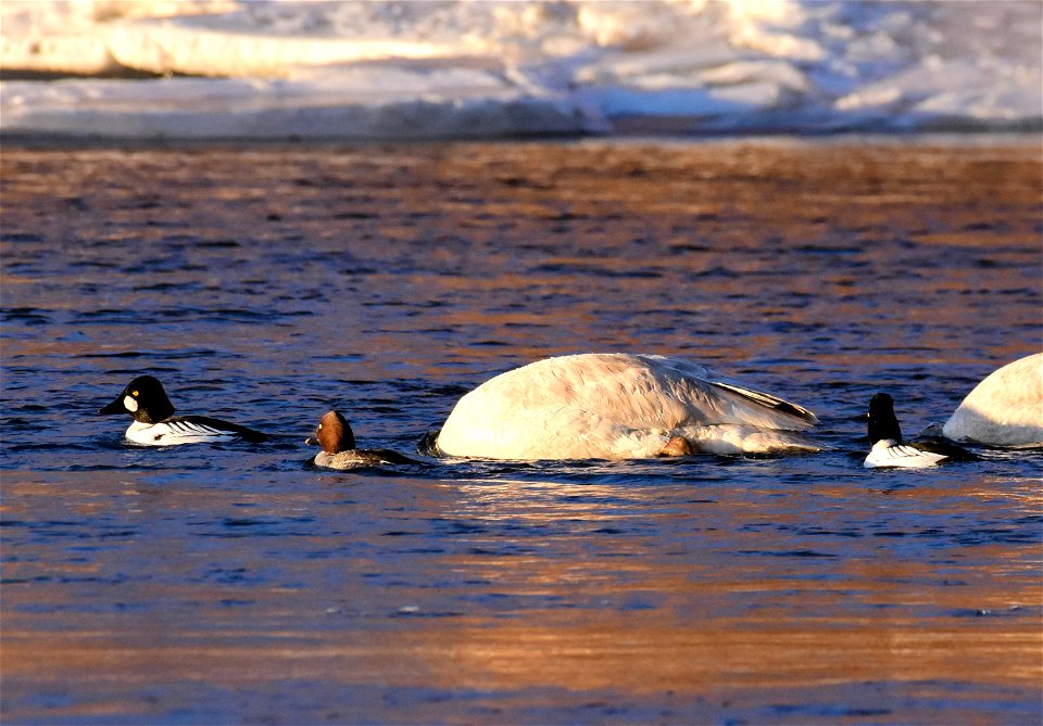 Trumpeter swans at Seedskadee National Wildlife Refuge