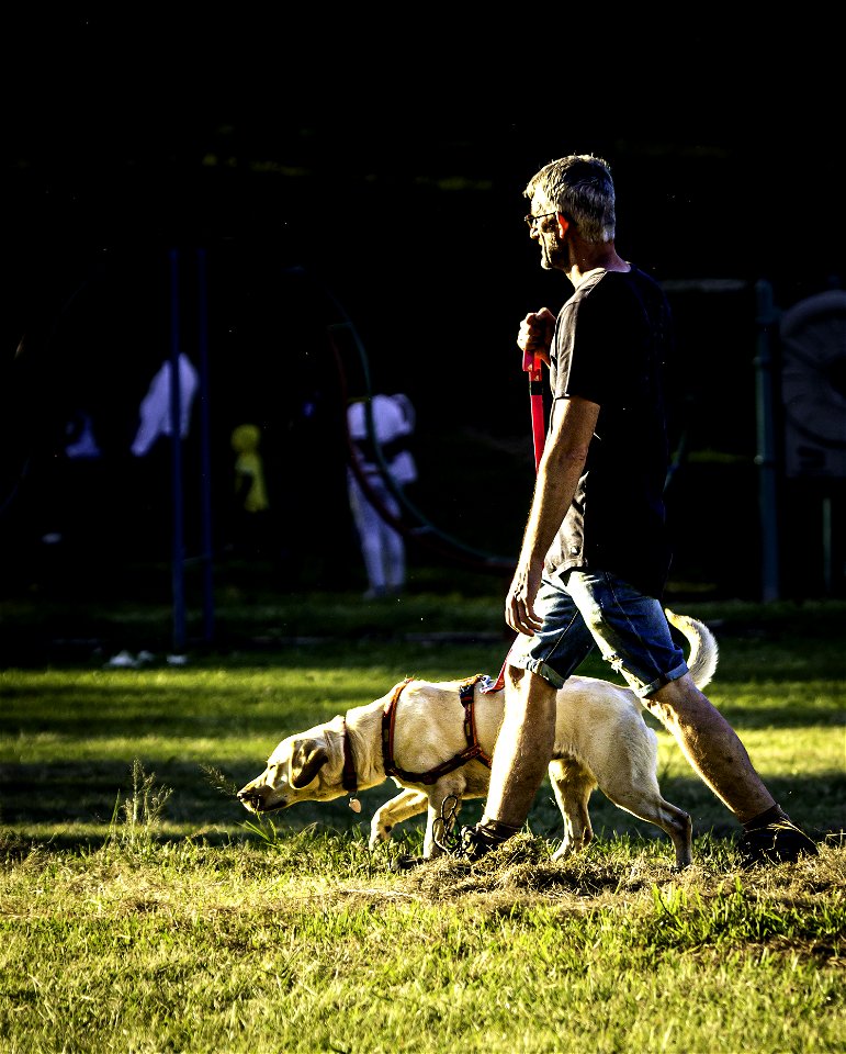 I am a wild hunting dog photo