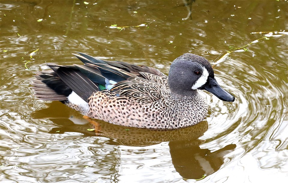 032 - BLUE-WINGED TEAL (12-13-2022) male, birding center, south padre island, cameron co, tx -03