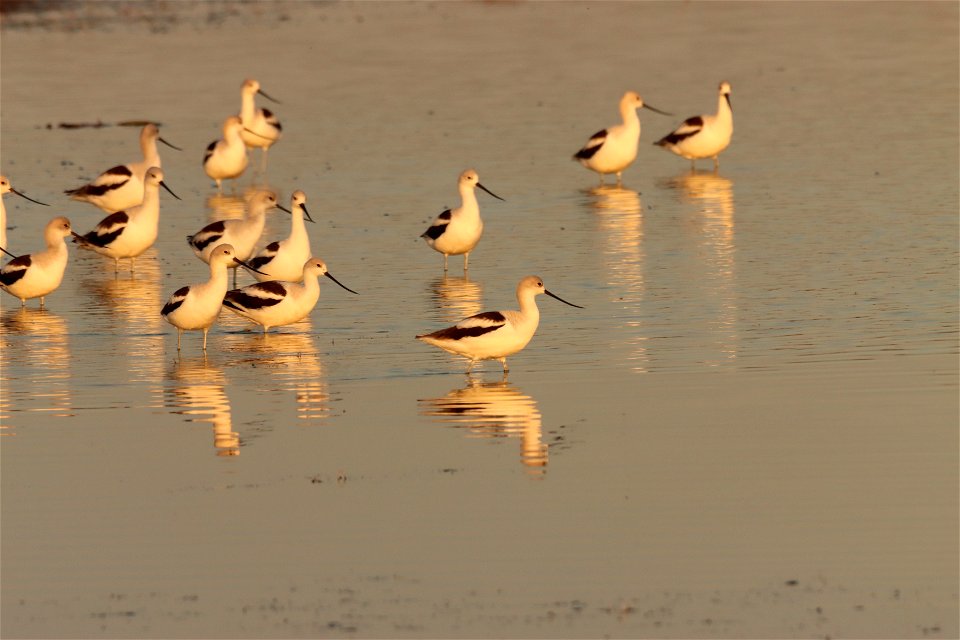 Fall Plumage American Avocets Huron Wetland Management District