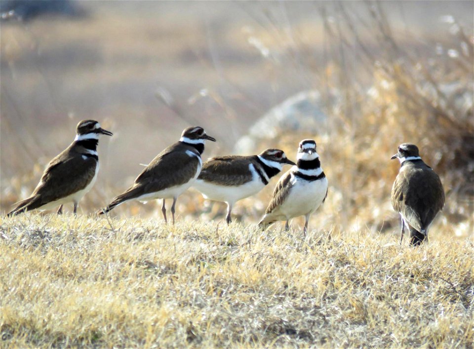 Flock of Killdeer