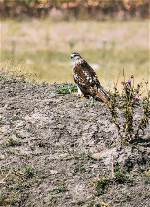 Red-tailed Hawk on Stanley WPA Lake Andes Wetland Management District South Dakota photo