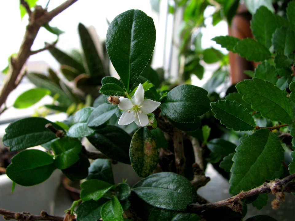 bonsai-bloom2009_0331_122731