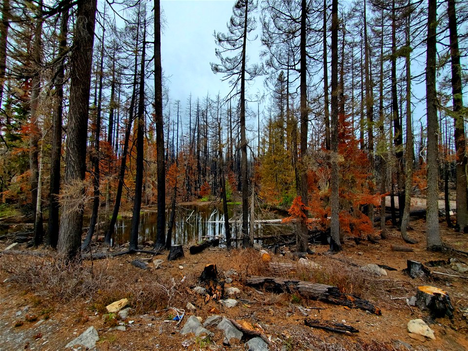 Mt. Hood National Forest after Lionshead Fire near Olallie Lake