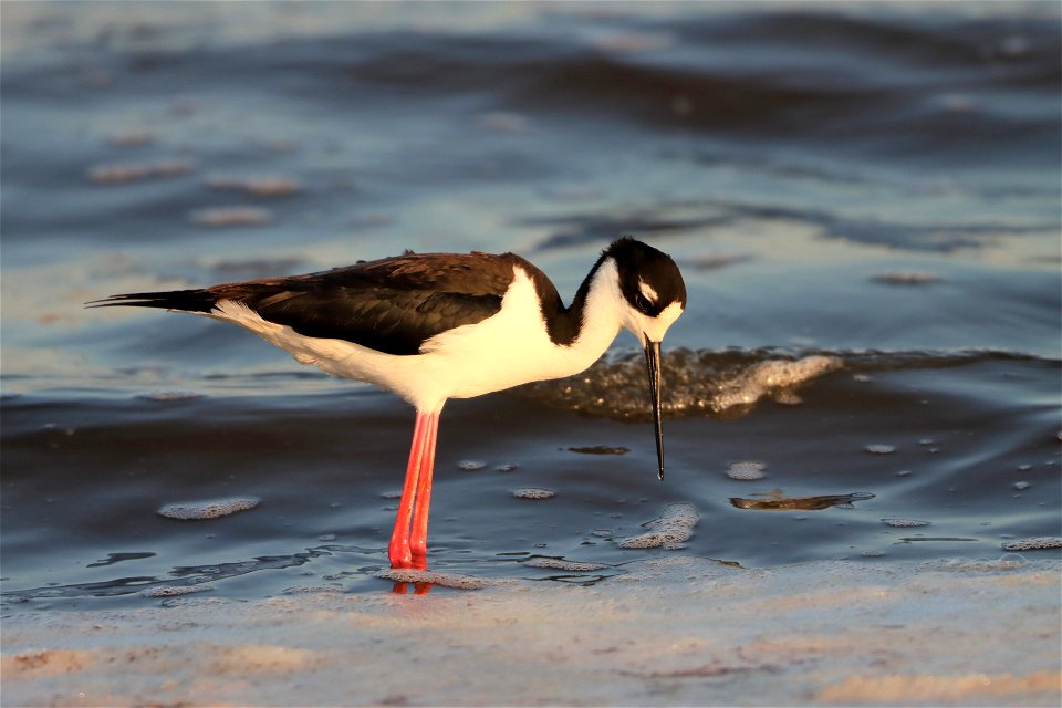 Black-Necked Stilt Huron Wetland Management District South Dakota