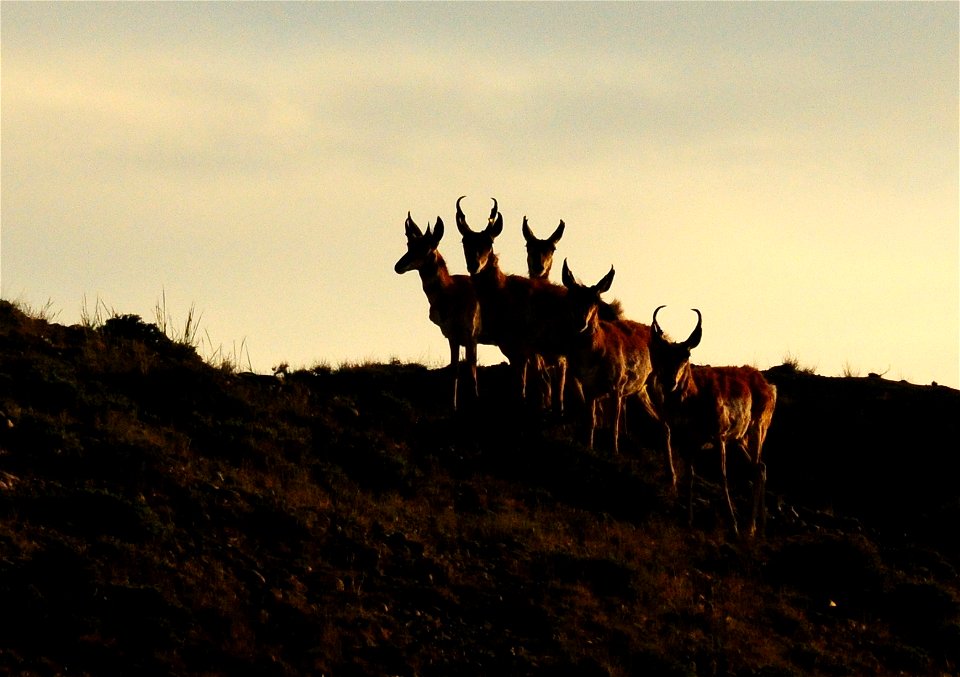Pronghorn at Seedskadee National Wildlife Refuge